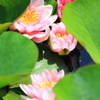 睡蓮