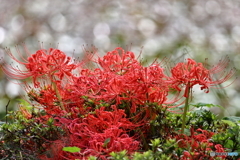 岩槻公園 曼殊沙華 その１