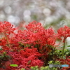 岩槻公園 曼殊沙華 その１