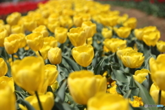 あけぼの山農業公園