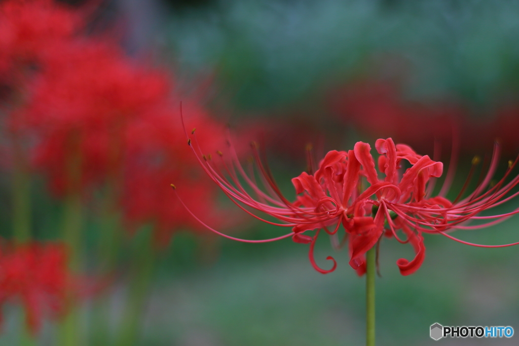 曼殊沙華　その３