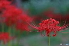 曼殊沙華　その３