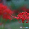 曼殊沙華　その３