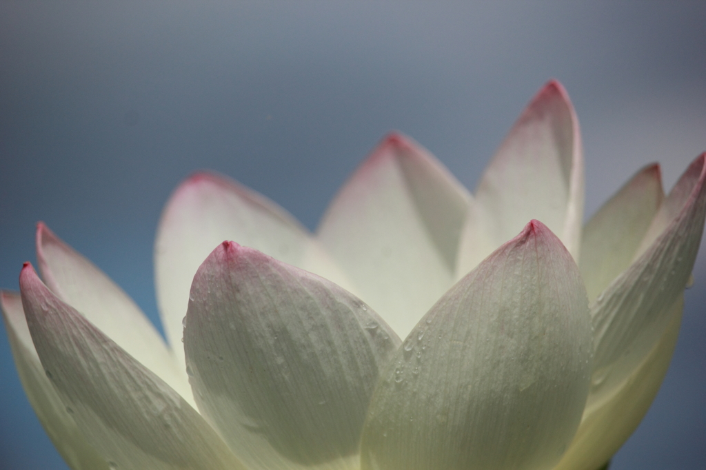 蓮の花