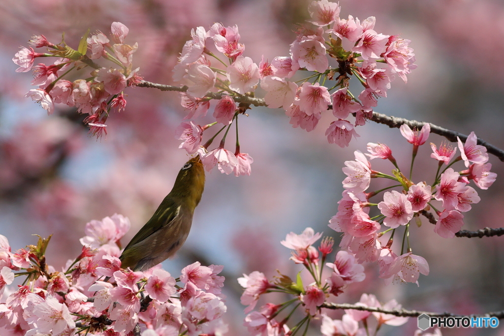 桜とメジロ　その４