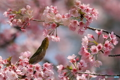 桜とメジロ　その４