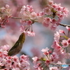 桜とメジロ　その４
