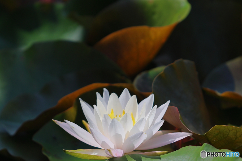 岩槻公園　睡蓮　その４