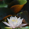 岩槻公園　睡蓮　その４