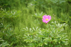 花ファンタジアより