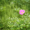 花ファンタジアより