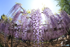 玉敷神社 大藤