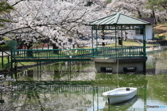 大宮公園　さくら　その８