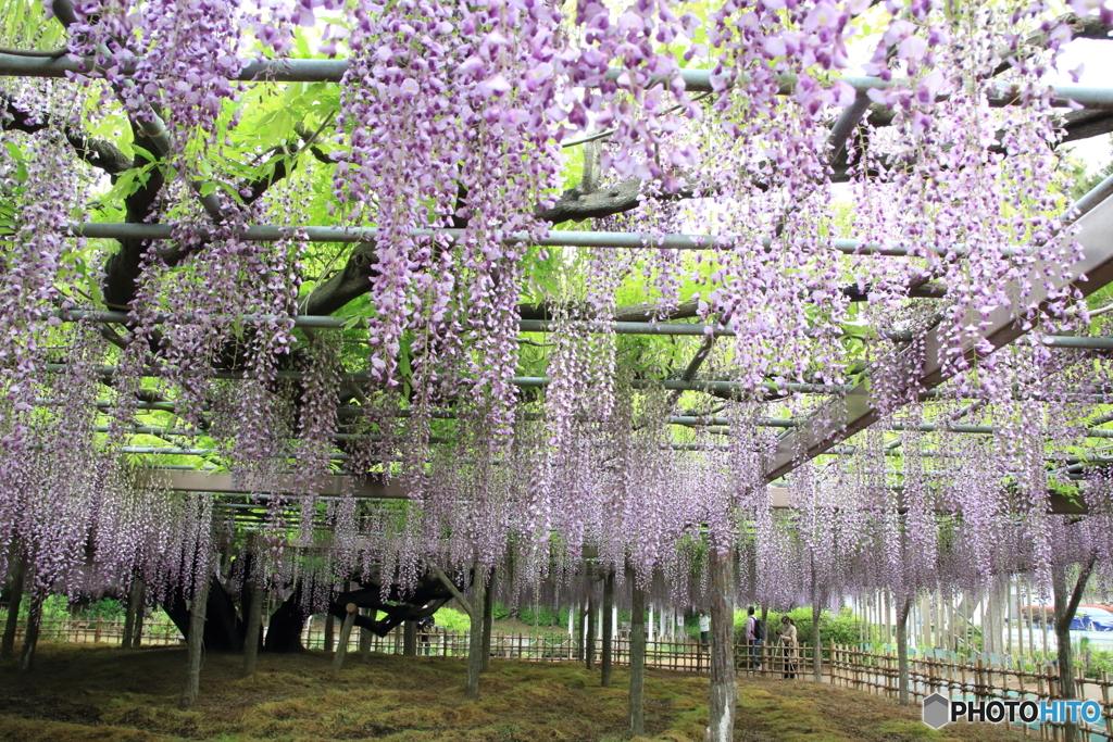 玉敷神社の藤 樹齢約400年