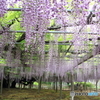 玉敷神社の藤 樹齢約400年