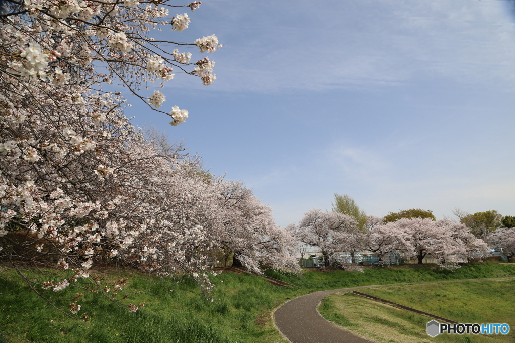 大宮公園　さくら　その３