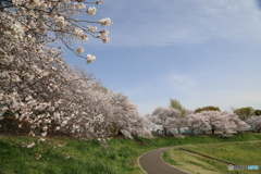 大宮公園　さくら　その３