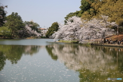 大宮公園　さくら　その６