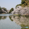 大宮公園　さくら　その６