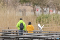 鳥の休日