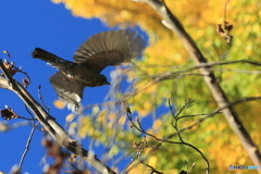 清水公園　小鳥