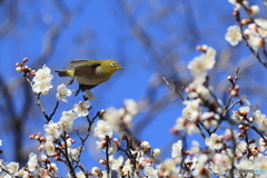 ウメジロウ　その６