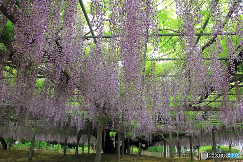 玉敷神社の藤 樹齢約400年
