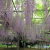 玉敷神社の藤 樹齢約400年