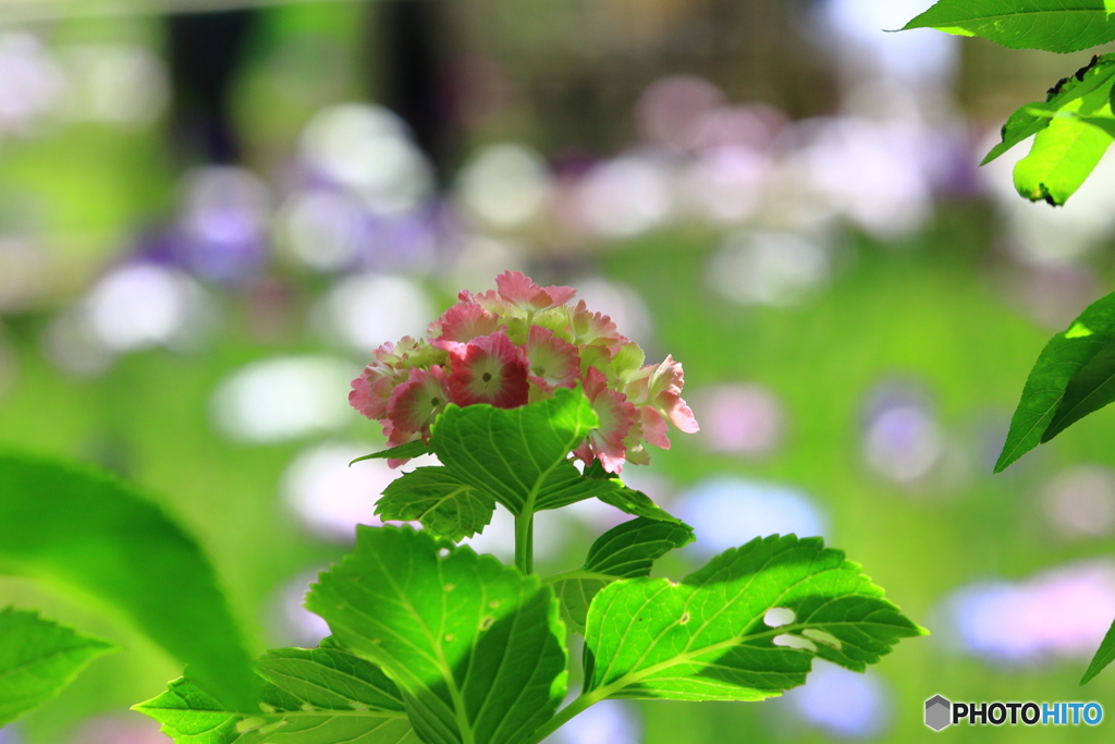 本土寺　紫陽花　その5