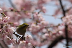 河津桜とメジロ