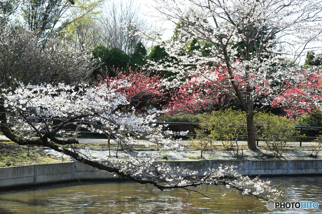 清水公園　桜まつり