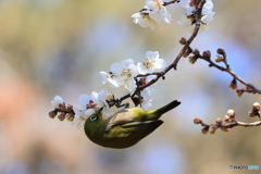 ウメジロウ　その８