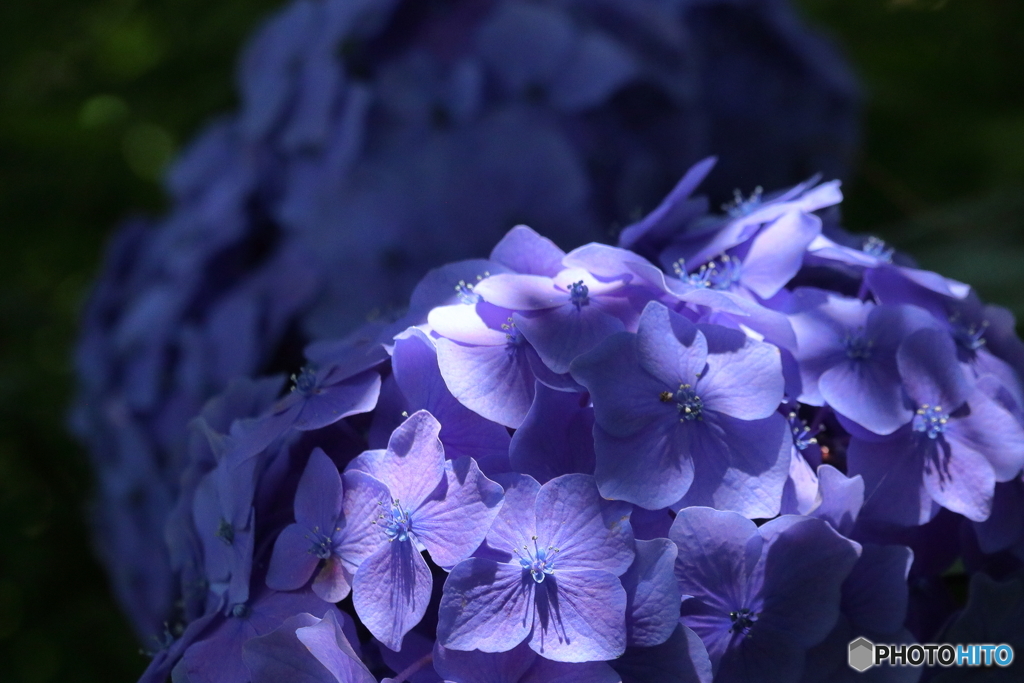 西新井大師 紫陽花