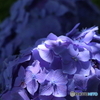 西新井大師 紫陽花