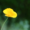 花ファンタジアより