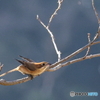 内牧 百舌鳥　その2