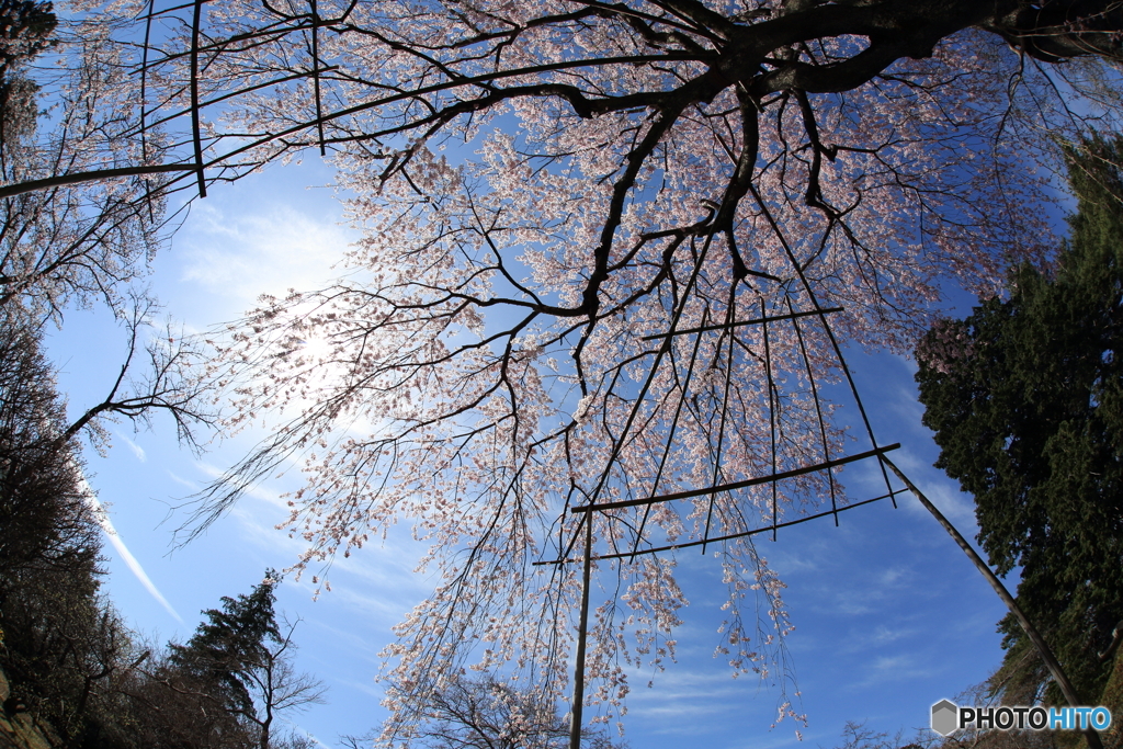 清水公園　枝垂れ桜