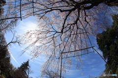 清水公園　枝垂れ桜