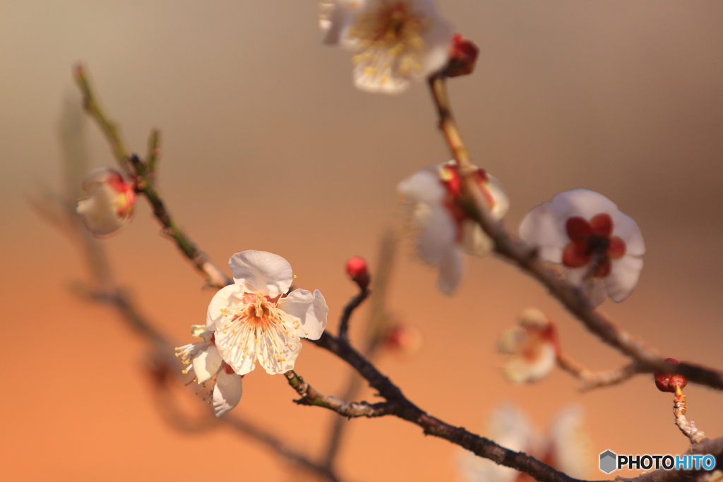 梅の花