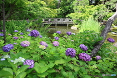 西新井大師