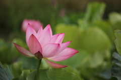 蓮の花