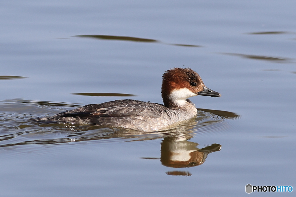 ミコアイサ（パンダガモ）その４