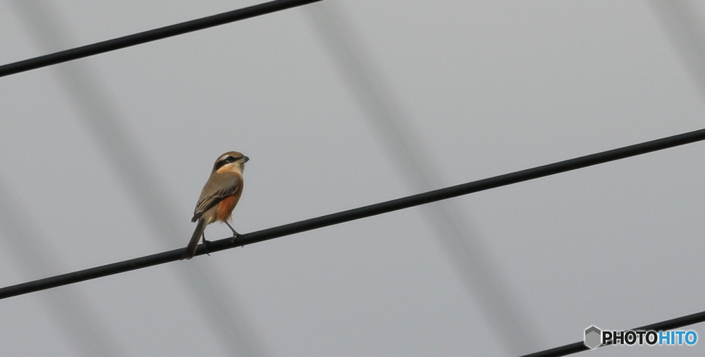 百舌鳥電線に止まる