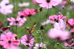 秋桜
