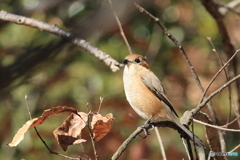 百舌鳥　その２