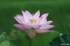 黒沼公園　蓮　その５