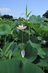 蓮と花びら