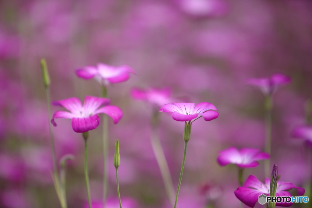 花ファンタジアより