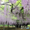 玉敷神社の藤 樹齢約400年