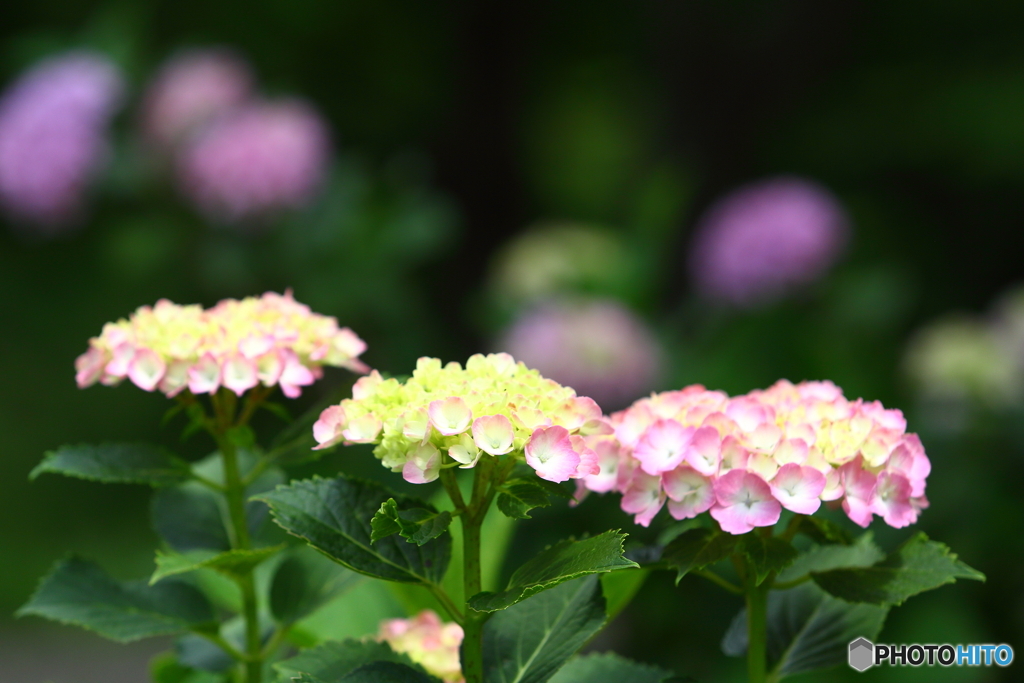 季節の花　その３